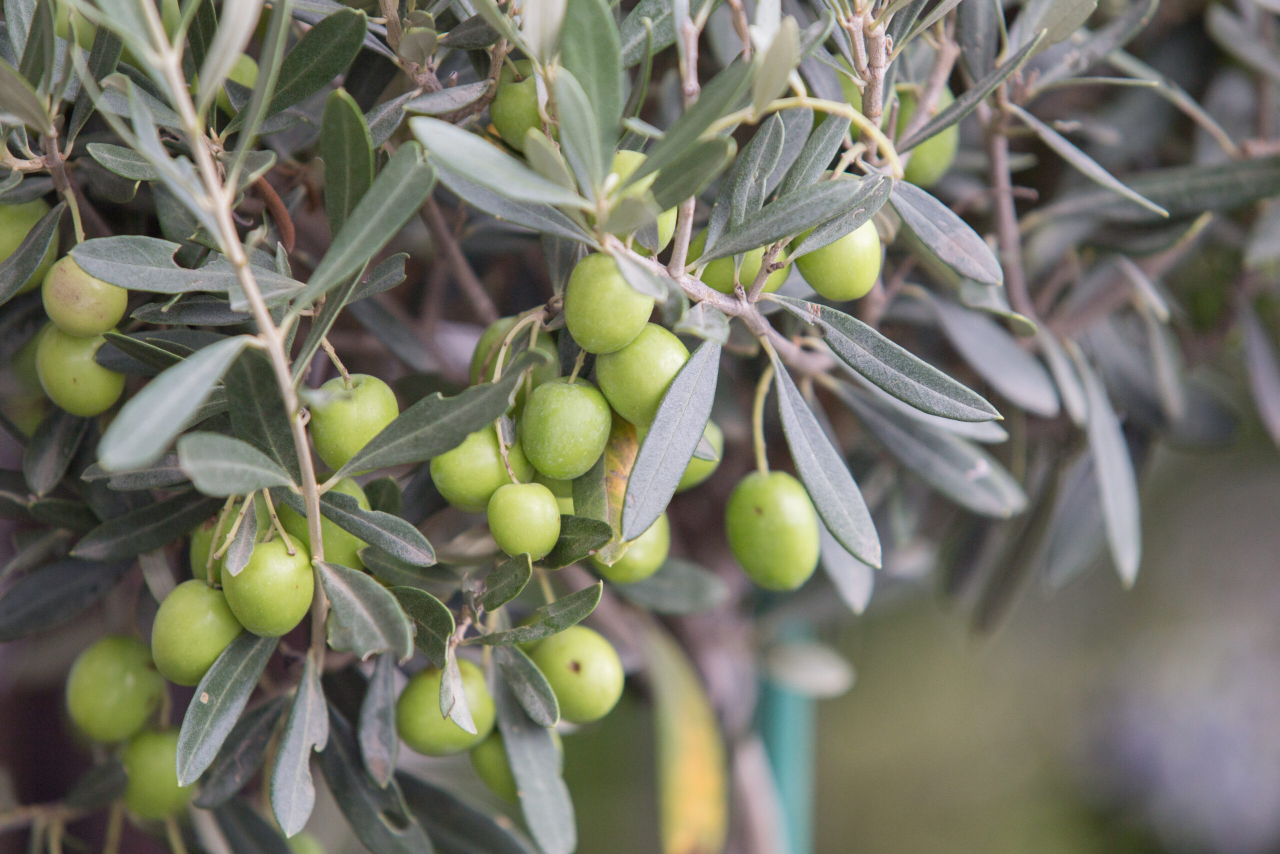 olive stones from waste to new resource